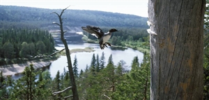 Finnish nature by Hannu Hautala - VisitFinland